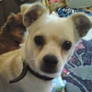 Meet your Posher, Pamela